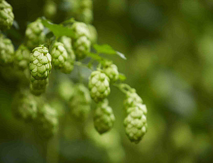 Climate change threat to barley and hop harvests